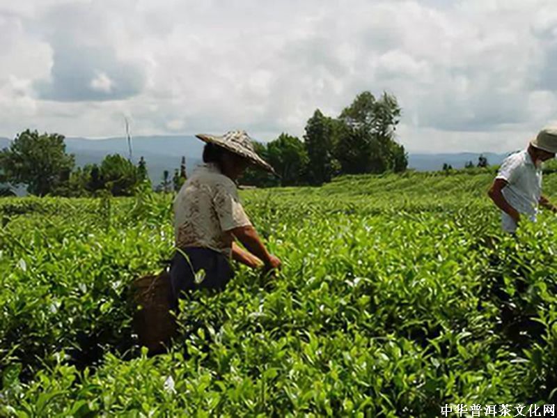 大家總說(shuō)茶葉暴利，真的有那么暴利？