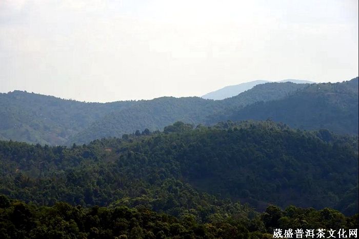 普洱，一片葉與一座城的復(fù)興之路！
