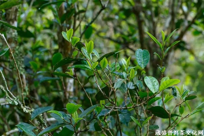 茶訊‖云南趕超貴州，2019年茶園面