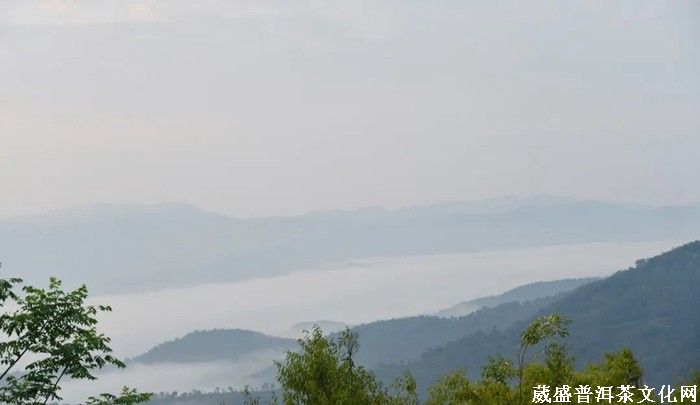 《云南茶界名人錄》︱張明春：茶葉、藝術(shù)、文化，三者并行齊力助推云茶發(fā)展